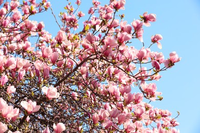 Beautiful magnolia tree with pink blossom outdoors. Spring season