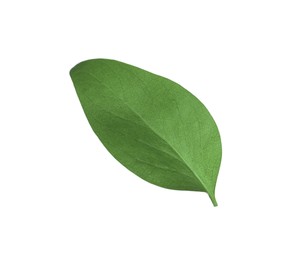 Green leaf of Ficus elastica plant isolated on white