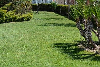 Photo of Lawn with bright green grass, trees and shrubs on sunny day