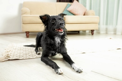 Photo of Cute black dog lying on floor in room