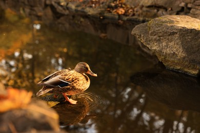 Photo of Park with beautiful duck in pond, space for text