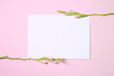 Gladiolus stems with blank card on color background, top view