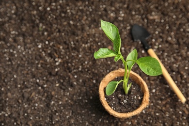 Photo of Vegetable seedling in peat pot and shovel on soil. Space for text
