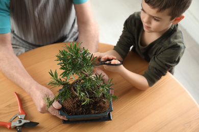 Senior man with little grandson taking care of Japanese bonsai plant indoors, above view. Creating zen atmosphere at home