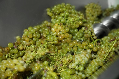 Fresh ripe grapes in crusher, closeup. Winemaking process