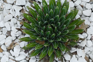 Beautiful green agave growing outdoors, top view. Succulent plant