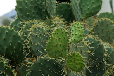 Beautiful prickly pear cactus growing outdoors, closeup