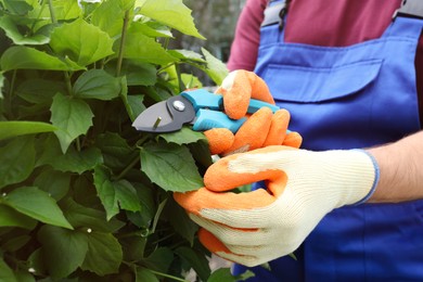 Worker cutting bush with pruner outdoors, closeup. Gardening tool