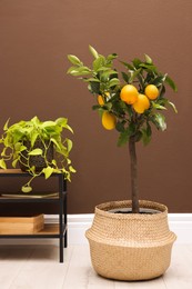 Simple room interior with small potted lemon tree  and console table