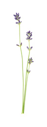 Photo of Beautiful fresh lavender flowers isolated on white