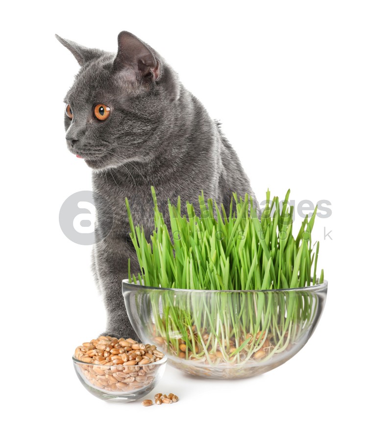 Adorable cat, glass bowls with fresh green grass and seeds on white background