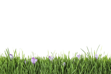 Fresh green grass and crocus flowers on white background. Spring season