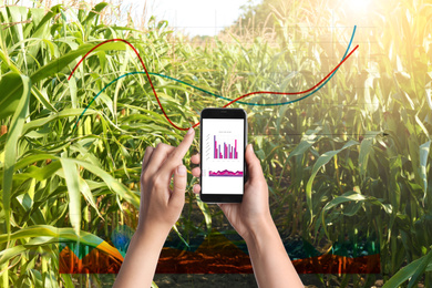 Modern agriculture. Woman with smartphone in corn field and charts, closeup