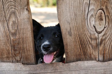 Adorable black dog peeping out of wooden fence outdoors