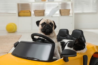 Adorable pug dog and cat in toy car indoors