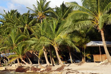 Photo of Beautiful palm trees with green leaves on sandy beach