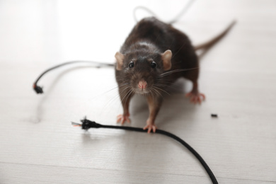 Rat near gnawed cable indoors. Pest control