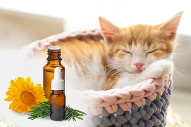 Aromatherapy for animals. Essential oils and cute kitten on background