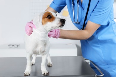 Veterinarian applying bandage onto dog's head at table in clinic, closeup