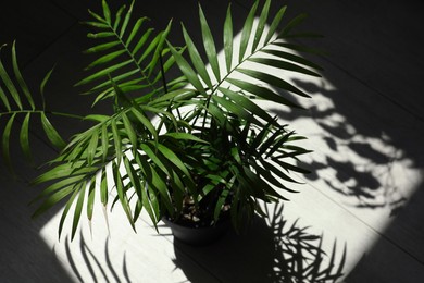 Beautiful green houseplant casting shadow on wooden floor indoors, above view