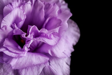 Beautiful Eustoma flower on dark background, closeup