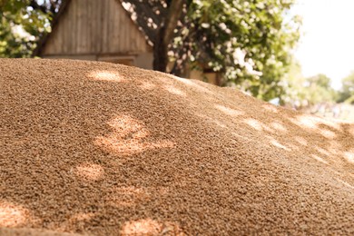 Pile of wheat grains outdoors, closeup view