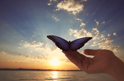 Woman holding beautiful morpho butterfly at sunset, closeup