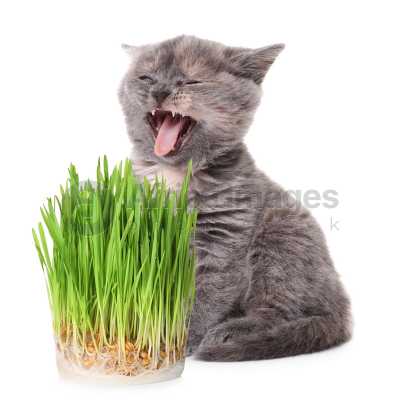 Adorable kitten and fresh green grass on white background