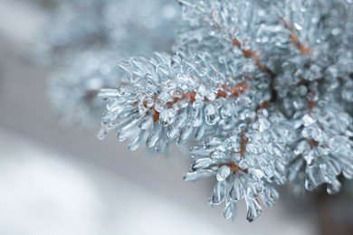 Closeup view of blue spruce in ice glaze outdoors on winter day