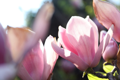 Photo of Magnolia tree with beautiful flowers outdoors, closeup. Amazing spring blossom