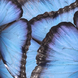 Beautiful morpho butterfly wings as background, closeup