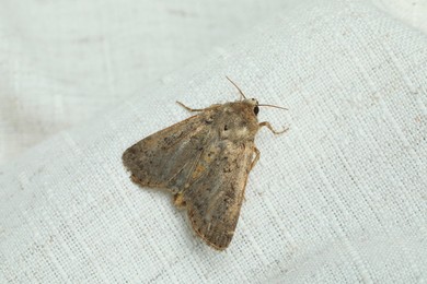 Paradrina clavipalpis moth with pale mottled wings on white cloth