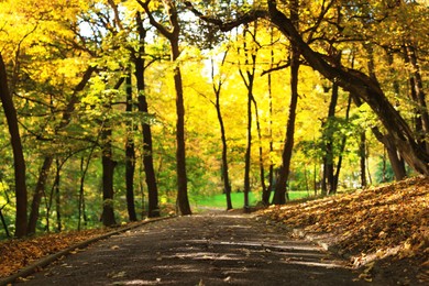 Photo of Pathway, fallen leaves and trees in beautiful park on autumn day