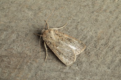 Paradrina clavipalpis moth on grey textured background