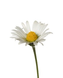 Beautiful tender daisy flower isolated on white
