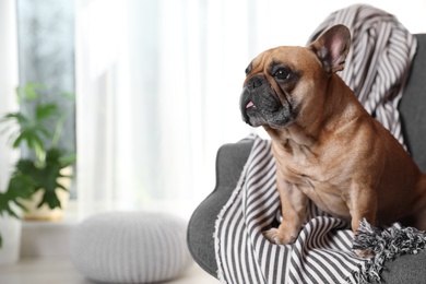 Funny French bulldog in armchair at home. Space for text
