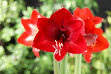 Photo of Beautiful red amaryllis flowers on blurred background, closeup