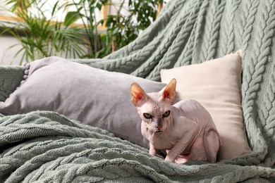 Cute Sphynx cat on sofa at home, space for text. Lovely pet