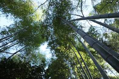 Photo of Beautiful green bamboo trees in forest on sunny day, bottom view