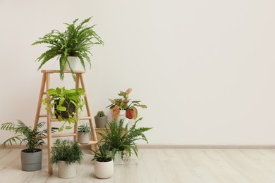 Many different houseplants in room. Interior element
