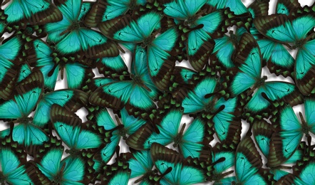 Image of Many bright sea green swallowtail butterflies as background
