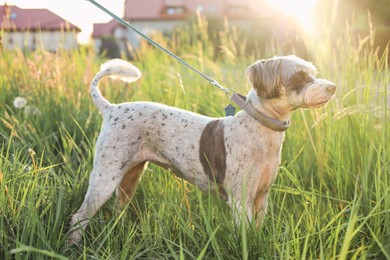 Photo of Cute dog with leash in green grass outdoors