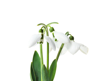Photo of Beautiful snowdrop flowers isolated on white. Springtime
