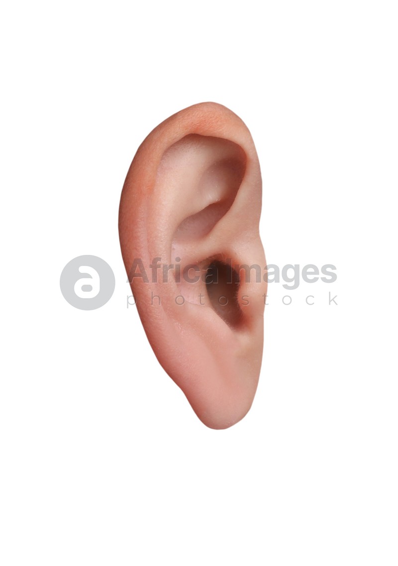 Human ear isolated on white. Organ of hearing and balance