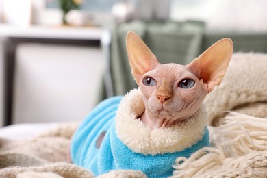 Cute Sphynx cat in warm sweater at home, space for text. Lovely pet
