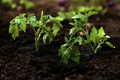 Photo of Young tomato seedlings in fertile soil, closeup. Gardening time
