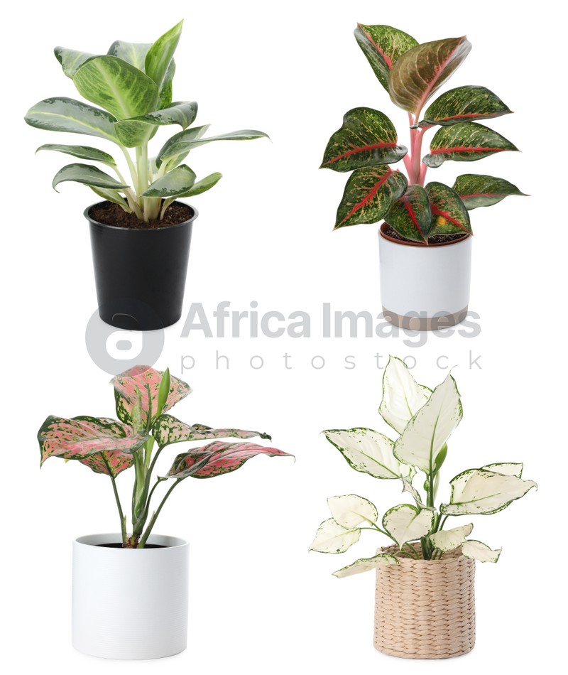 Image of Set of Aglaonema plants for house on white background 