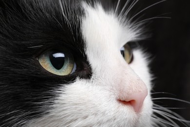 Photo of Closeup view of black and white cat with beautiful eyes