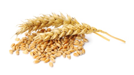 Pile of wheat grains and spikes on white background