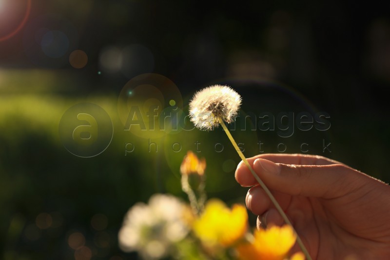 Woman with fluffy dandelion outdoors on sunny day, closeup. Space for text